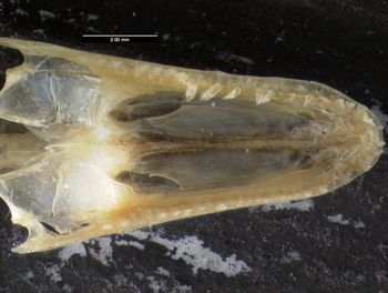 Media type: image;   Herpetology R-125762